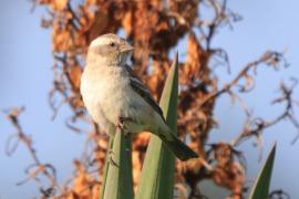 Wróbel czarnogłowy - Passer melanurus - Cape Sparrow