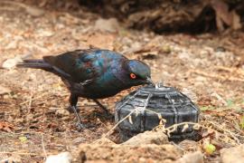 Błyszczak lśniący - Lamprotornis nitens - Cape Glossy Starling