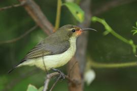 Nektarnik zielonogrzbiety - Cinnyris talatala - White-breasted Sunbird