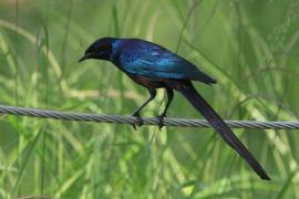 Błyszczak ciemny - Lamprotornis mevesii - Meves's Starling