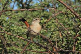Drozdówka pustynna - Cercotrichas paena - Kalahari Scrub Robin