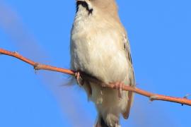 Łuskogłowik czarnobrody - Sporopipes squamifrons - Scaly-fronted Weaver