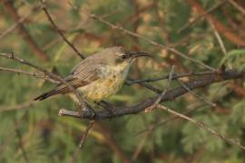 Nektarnik czarnoskrzydły - Cinnyris mariquensis - Marico Sunbird