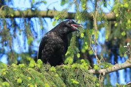 Kruk - Corvus corax - Common Raven