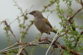 Wróbel papugodzioby - Passer gongonensis - Parrot-billed Sparrow