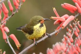 Nektarnik czarnoskrzydły - Cinnyris mariquensis - Marico Sunbird