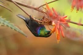 Nektarnik czarnoskrzydły - Cinnyris mariquensis - Marico Sunbird