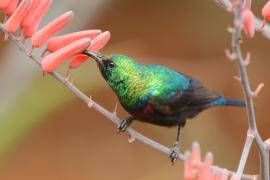 Nektarnik czarnoskrzydły - Cinnyris mariquensis - Marico Sunbird