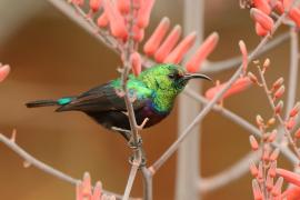 Nektarnik czarnoskrzydły - Cinnyris mariquensis - Marico Sunbird