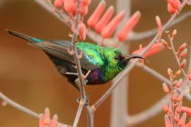 Nektarnik czarnoskrzydły - Cinnyris mariquensis - Marico Sunbird
