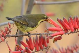 Nektarnik czarnoskrzydły - Cinnyris mariquensis - Marico Sunbird