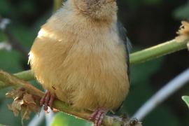 Akacjówek - Phyllolais pulchella - Buff-bellied Warbler