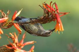 Nektarnik czarnoskrzydły - Cinnyris mariquensis - Marico Sunbird