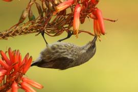 Nektarnik czarnoskrzydły - Cinnyris mariquensis - Marico Sunbird