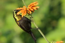 Nektarnik brązowy - Nectarinia kilimensis - Bronzy Sunbird