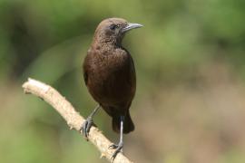 Smolarek brunatny - Myrmecocichla aethiops - Northern Anteater-Chat