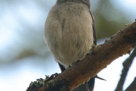 Mucharka białooka - Melaenornis fischeri - White-eyed Slaty Flycatcher