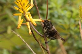 Nektarnik ametystowy - Chalcomitra amethystina - Amethyst Sunbird