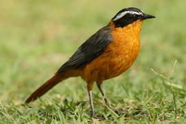 Złotokos białobrewy - Cossypha heuglini - White-browed Robin-Chat