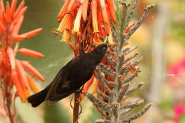Nektarnik ametystowy - Chalcomitra amethystina - Amethyst Sunbird