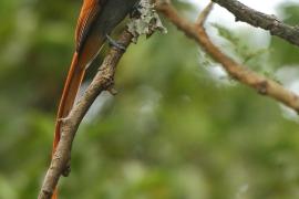 Muchodławka wspaniała - Terpsiphone viridis - African Paradise-flycatcher