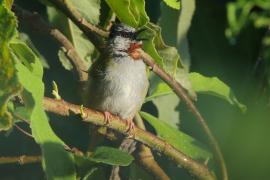 Wilgowiec rdzawogardły - Eminia lepida - Grey-capped Warbler