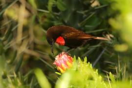Nektarnik szkarłatny - Chalcomitra senegalensis - Scarlet-chested Sunbird