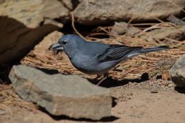 Zięba modra - Fringilla teydea - Tenerife Blue Chaffinch