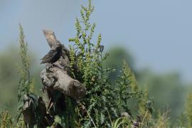Szpak - Sturnus vulgaris - Common Starling