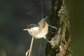 Sikora uboga - Poecile palustris - Marsh Tit