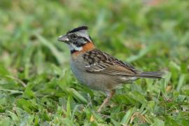 Pasówka obrożna - Zonotrichia capensis - Rufous-collared Sparrow