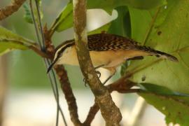 Strzyżyk rdzawokarkowy - Campylorhynchus rufinucha - Rufous-naped Wren
