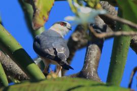 Jaszczurnik - Gampsonyx swainsonii - Pearl Kite