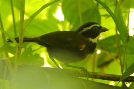 Ciszek złotodzioby - Arremon aurantiirostris - Orange-billed Sparrow