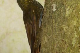 Mieczonos ciemnogłowy - Xiphorhynchus erythropygius - Spotted Woodcreeper