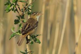 Rokitniczka - Acrocephalus schoenobaenus - Sedge Warbler