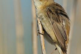 Rokitniczka - Acrocephalus schoenobaenus - Sedge Warbler