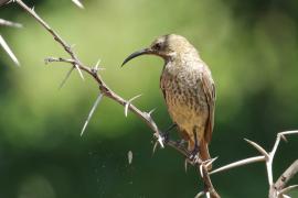 Nektarnik czarnoskrzydły - Cinnyris mariquensis - Marico Sunbird