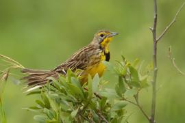 Szponnik żółtogardły - Macronyx croceus - Yellow-throated Longclaw
