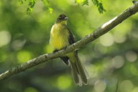 Żółtobrzuch okularowy - Chlorocichla flaviventris - Yellow-bellied Greenbul