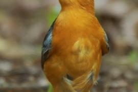 Złotokos rudogłowy - Cossypha natalensis - Red-capped Robin Chat