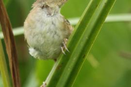 Trzciniak jasnobrewy - Acrocephalus gracilirostris - Lesser Swamp Warbler