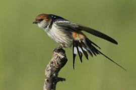 Jaskółka kreskowana - Cecropis cucullata - Greater Striped Swallow