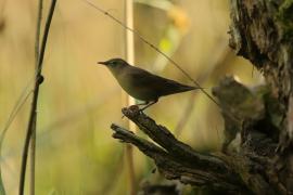 Brzęczka - Locustella luscinioides - Savi's Warbler