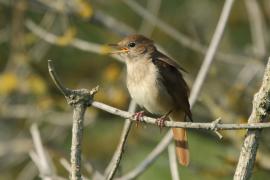 Słowik rdzawy - Luscinia megarhynchos - Common Nightingale