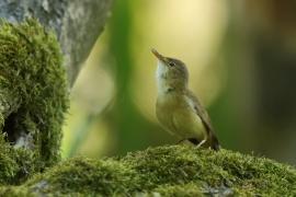 Trzcinniczek - Acrocephalus scirpaceus - Common Reed Warbler
