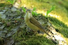 Trzcinniczek - Acrocephalus scirpaceus - Common Reed Warbler