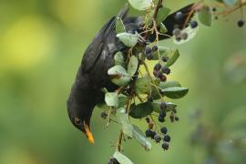 Kos - Turdus merula - Common Blackbird