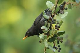 Kos - Turdus merula - Common Blackbird