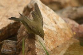 Świstunka - Rhadina sibilatrix - Wood Warbler